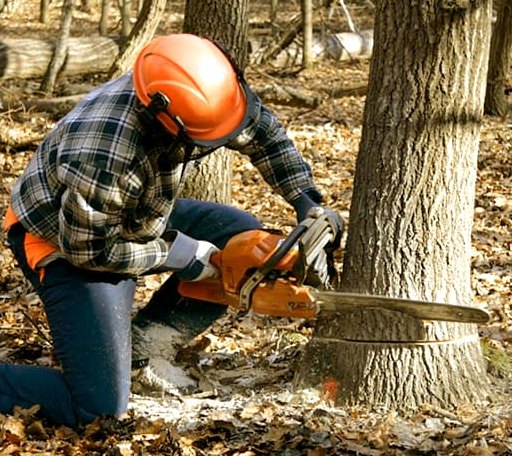 Tree Removal in North Anson, ME